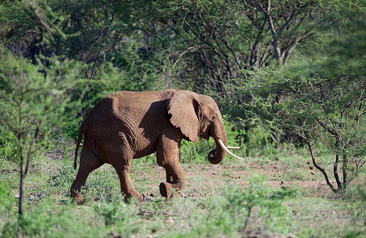 Severin Safari Camp Tsavo West National Park Exterior photo